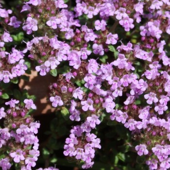 Thymian Wine and Roses (Pflanze)
