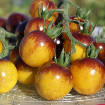 - Kopie - Kopie - Kopie