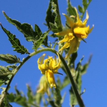 - Kopie - Kopie - Kopie