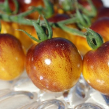 - Kopie - Kopie - Kopie