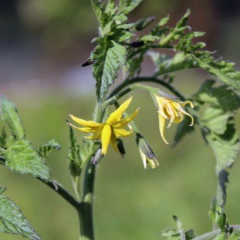 - Kopie - Kopie - Kopie