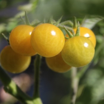 Wildtomate Bianca (Freilandsorte) (Samen)
