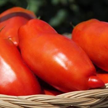 Tomate Big Ray’s Argentinian Paste (Soßentomate) (Samen)