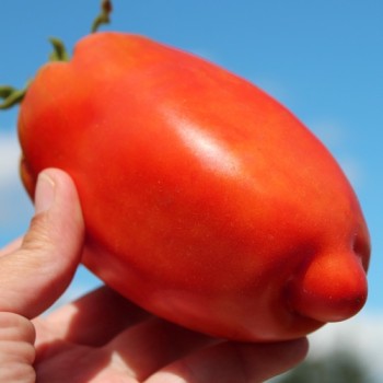 Tomate Big Ray’s Argentinian Paste (Soßentomate) (Samen)