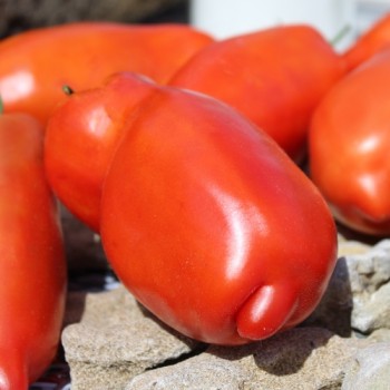 Tomate Big Ray’s Argentinian Paste (Soßentomate) (Samen)