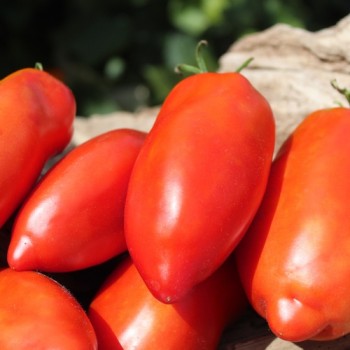 Tomate Big Ray’s Argentinian Paste (Soßentomate) (Samen)