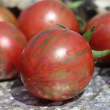 Tomate Black Vernissage (Samen)