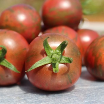 Tomate Black Vernissage (Samen)