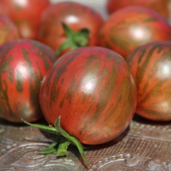 Tomate Black Vernissage (Samen)