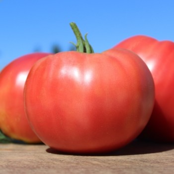 Tomate Brandywine pink (Samen)