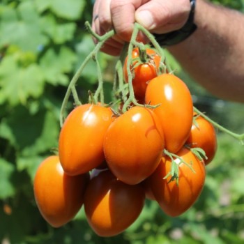 Tomate Butterscotch (Samen)