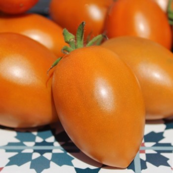 Tomate Butterscotch (Samen)