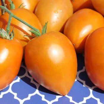 Tomate Butterscotch (Samen)