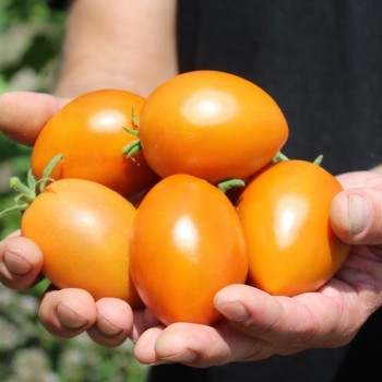 Tomate Butterscotch (Samen)