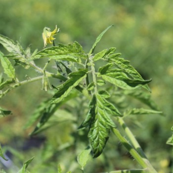 Tomate Butterscotch (Samen)