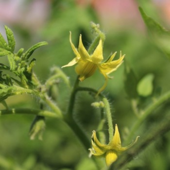 Tomate Butterscotch (Samen)