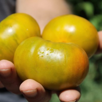 Tomate Cherokee Green (Samen)