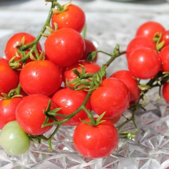 Tomate Chibikko Microdwarf (Zwergtomate) (Samen)