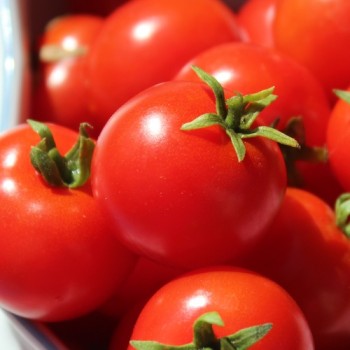 Tomate Chibikko Microdwarf (Zwergtomate) (Samen)