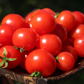 Tomate Chibikko Microdwarf (Zwergtomate) (Samen)