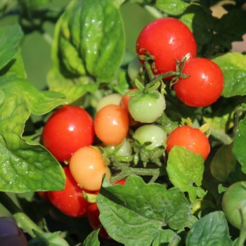 Tomate Chibikko Microdwarf (Zwergtomate) (Samen)