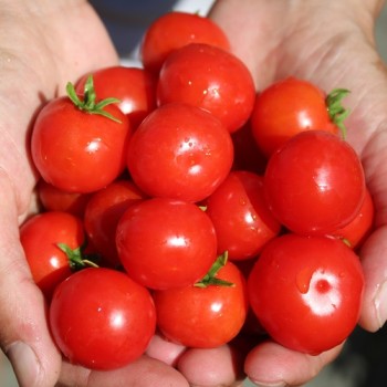 Tomate Chibikko Microdwarf (Zwergtomate) (Samen)