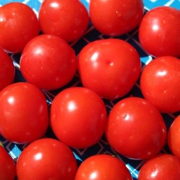 Tomate Chibikko Microdwarf (Zwergtomate) (Samen)