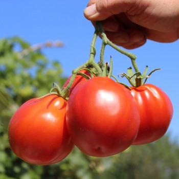 Tomate Coeur de Boeuf  (Samen)