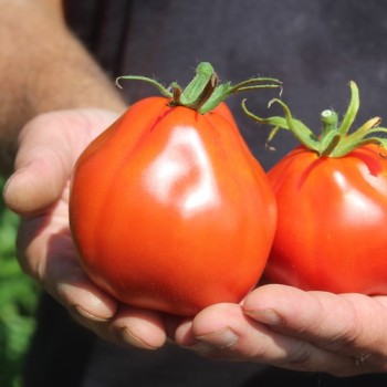 Tomate Coeur de Boeuf  (Samen)