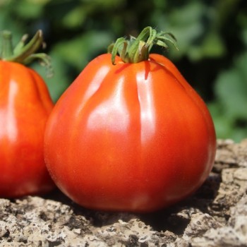Tomate Coeur de Boeuf  (Samen)