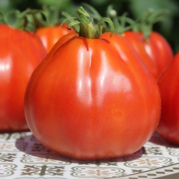 Tomate Coeur de Boeuf  (Samen)