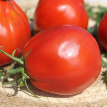 Tomate Coeur de Boeuf  (Samen)