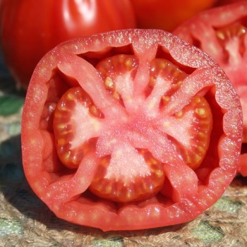 Tomate Coeur de Boeuf  (Samen)