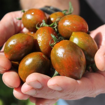 Tomate Cookie Select (Samen)