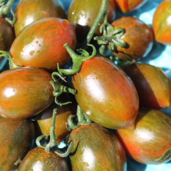 Tomate Cookie Select (Samen)