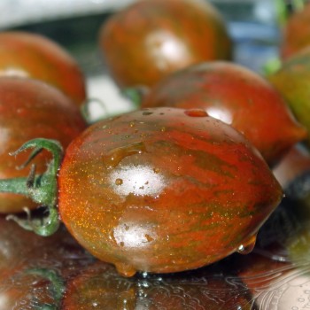Tomate Cookie Select (Samen)