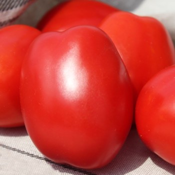 Tomate Czibis (Buschtomate) (Samen)