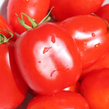 Tomate Czibis (Buschtomate) (Samen)