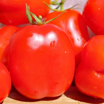 Tomate Czibis (Buschtomate) (Samen)