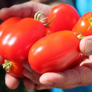 Tomate Czibis (Buschtomate) (Samen)