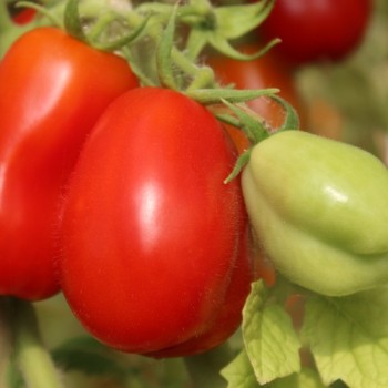 Tomate Czibis (Buschtomate) (Samen)