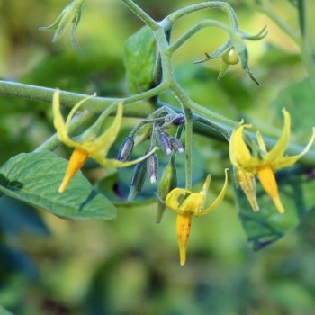 Neu! Tomate Datterino Nero (Samen)