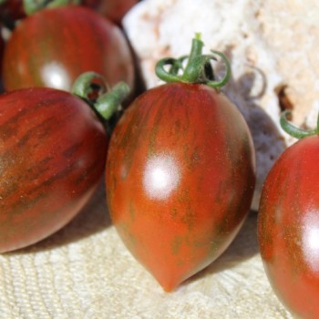 Neu! Tomate Datterino Nero (Samen)