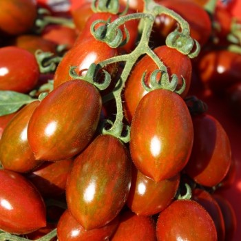 Neu! Tomate Datterino Nero (Samen)