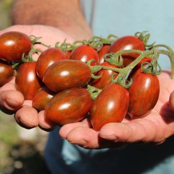 Neu! Tomate Datterino Nero (Samen)