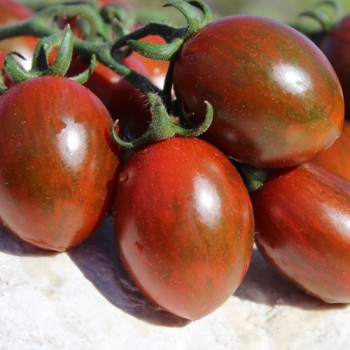 Neu! Tomate Datterino Nero (Samen)