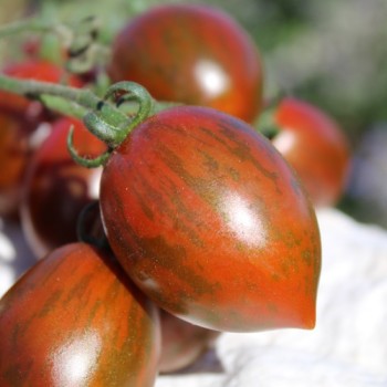Neu! Tomate Datterino Nero (Samen)