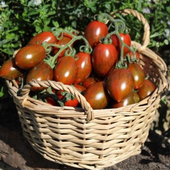Neu! Tomate Datterino Nero (Samen)