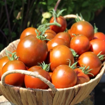 Tomate De Barao braun (freilandgeeignet) (Samen)