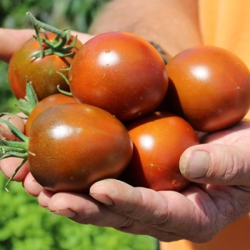 Tomate De Barao braun (freilandgeeignet) (Samen)